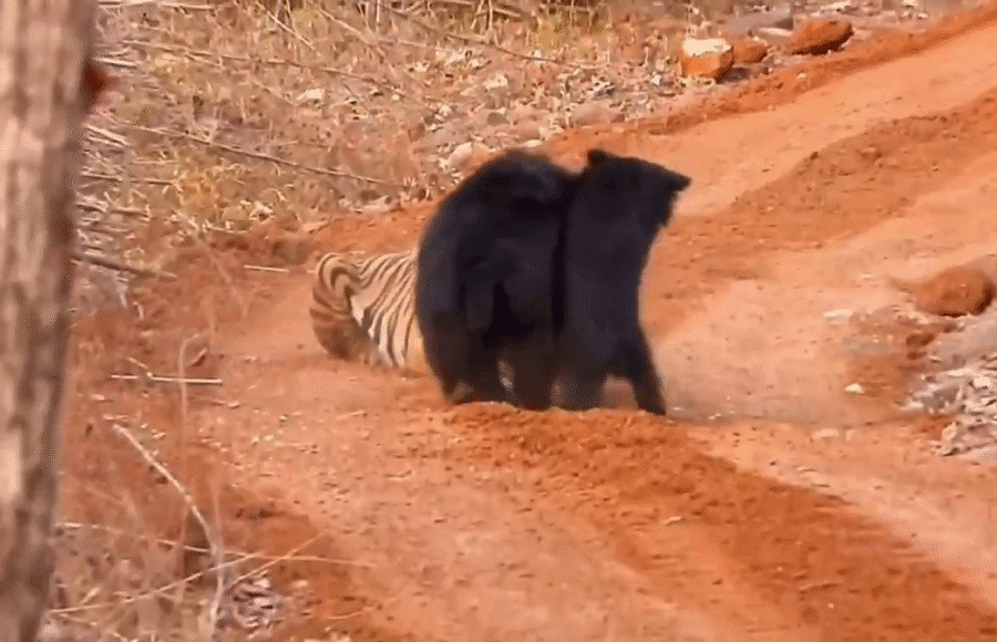 Mother bear defending cub from tiger in Abujhmad forest