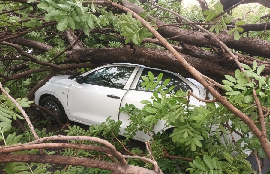 Storm damages trees and power lines in Faridabad