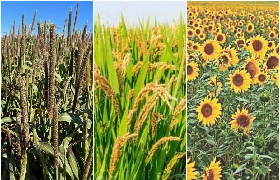 Central Government Hikes MSP for Kharif Crops, CM Nayab Saini Thanks PM Modi for Pro-Farmer Move