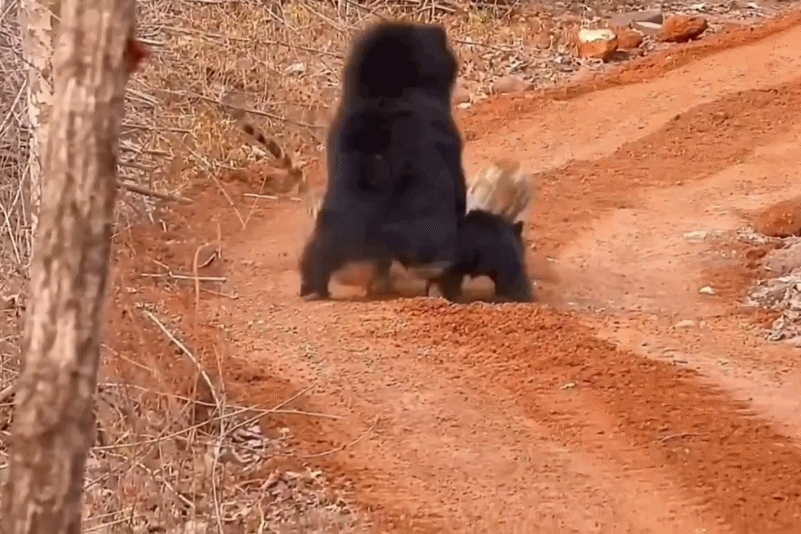 Mother Bear Fights Tiger in Abujhmad – Viral Wildlife Video | NationalBreaking.com