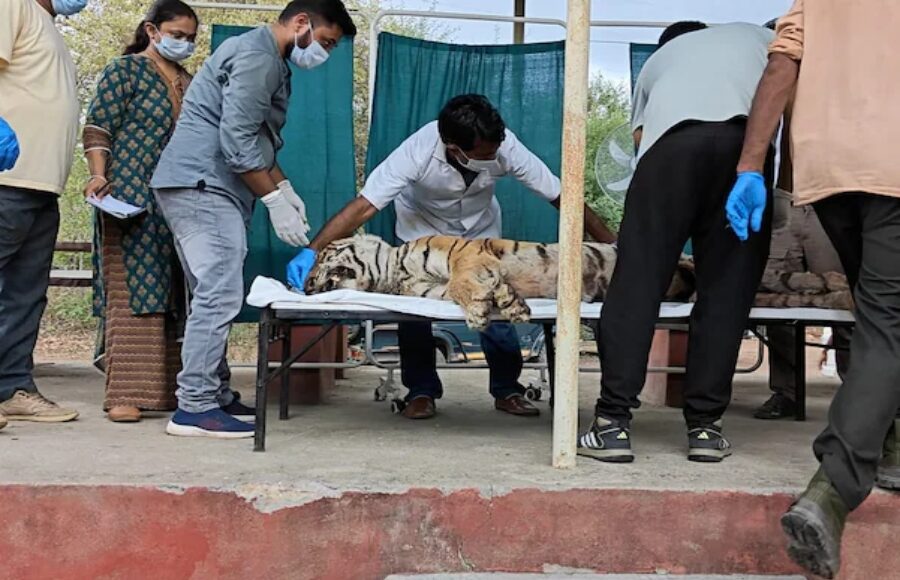 Tigress Arrowhead T-84 found dead in Ranthambore forest
