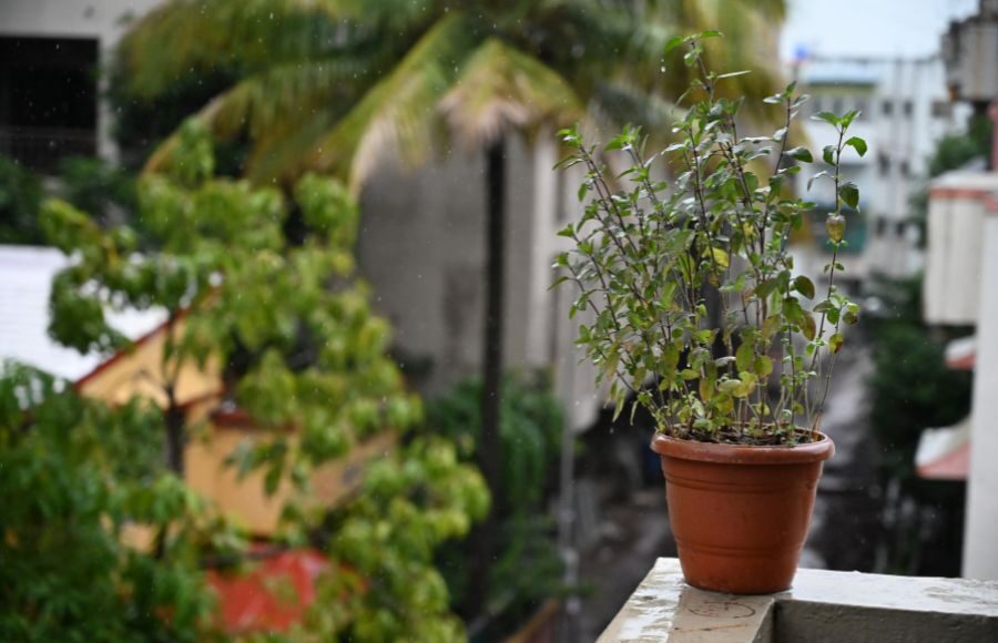 Vastu Rules for Tulsi Plant: Right Direction, Day, and Rituals You Must Know for Peace and Prosperity